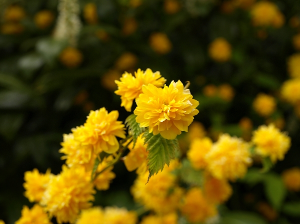 Noch ein BlÃ¼mchen